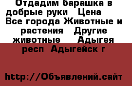 Отдадим барашка в добрые руки › Цена ­ 1 - Все города Животные и растения » Другие животные   . Адыгея респ.,Адыгейск г.